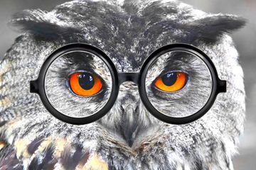 Owl with spectacles